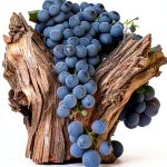 Champagne and Wine Pairing Guide by Amazon Kindle-0