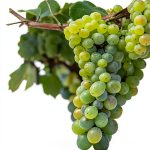Wine Buying Guide Kindle Edition 167 Page Comprehensive Handbook-0