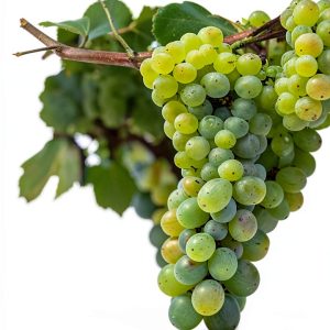 Wine Buying Guide Kindle Edition 167 Page Comprehensive Handbook-0