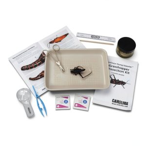 Grasshopper Dissection Kit by Carolina's Young Scientist – Ages 0-8-0
